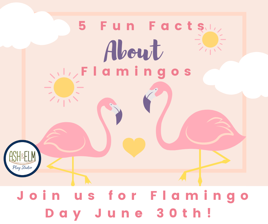 5 Fun Facts About Flamingos